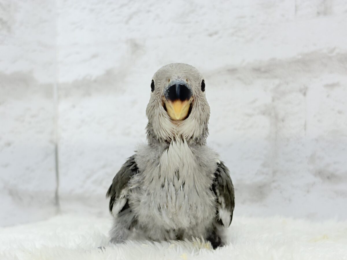 【最新画像更新🪄】魅力いっぱい魅惑のカラー🐣🩶コザクラインコ(モーブ) ヒナ コザクラインコ(小桜インコ)