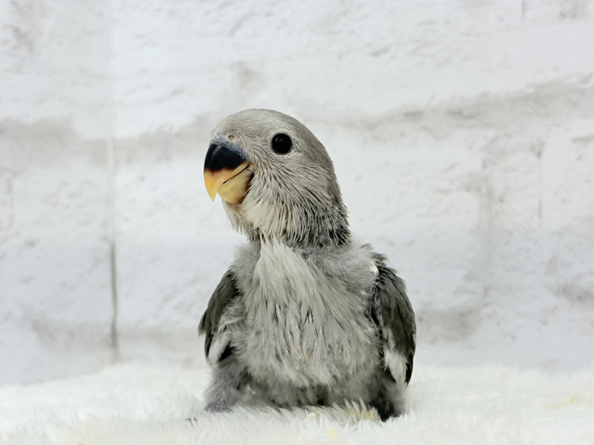 最新画像更新🪄】魅力いっぱい魅惑のカラー🐣🩶コザクラインコ(モーブ