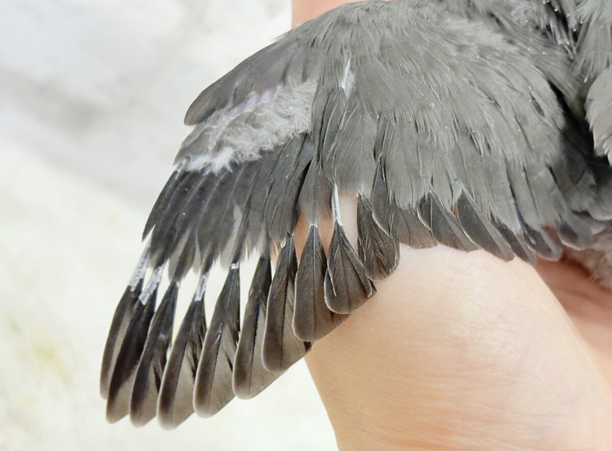 【最新画像更新🪄】魅力いっぱい魅惑のカラー🐣🩶コザクラインコ(モーブ) ヒナ コザクラインコ(小桜インコ)