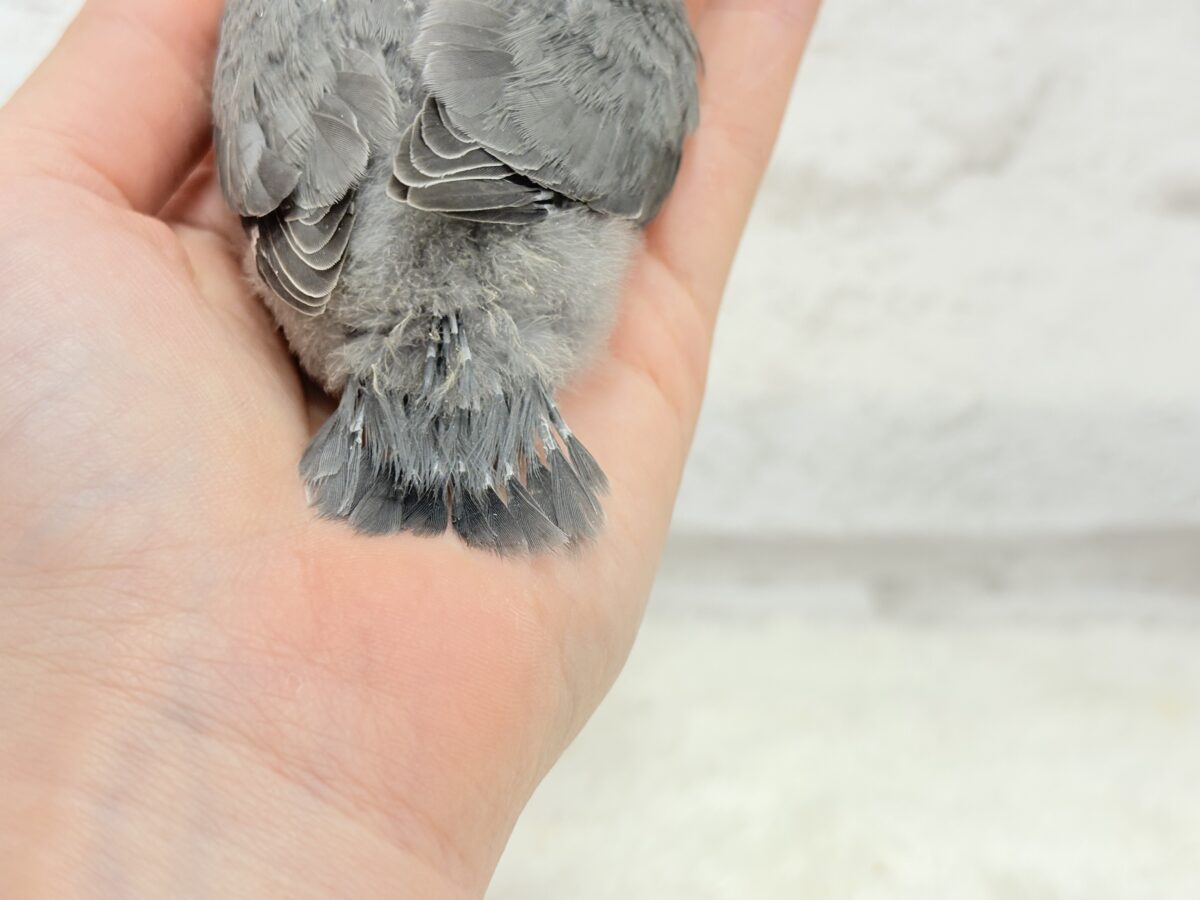 【最新画像更新🪄】魅力いっぱい魅惑のカラー🐣🩶コザクラインコ(モーブ) ヒナ コザクラインコ(小桜インコ)