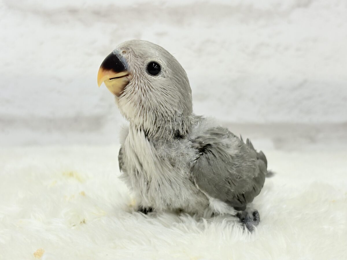 【最新画像更新🪄】魅力いっぱい魅惑のカラー🐣🩶コザクラインコ(モーブ) ヒナ コザクラインコ(小桜インコ)
