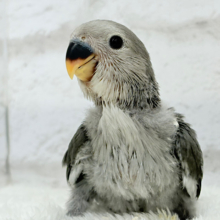 【最新画像更新🪄】魅力いっぱい魅惑のカラー🐣🩶コザクラインコ(モーブ) ヒナ