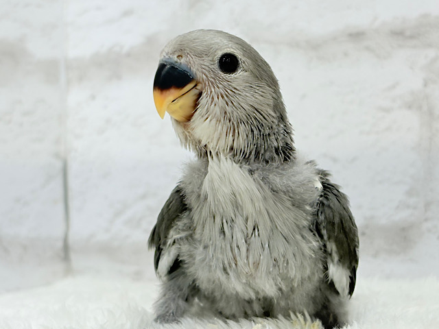 【最新画像更新🪄】魅力いっぱい魅惑のカラー🐣🩶コザクラインコ(モーブ) ヒナ 【最新画像更新🪄】魅力いっぱい魅惑のカラー🐣🩶コザクラインコ(モーブ) ヒナ