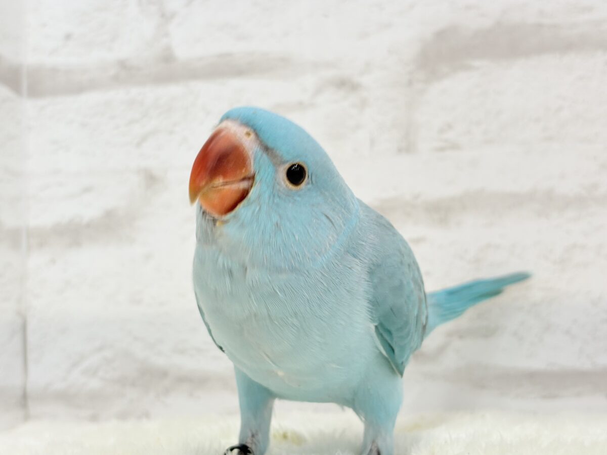 ワカケホンセイインコ（月の輪インコ）