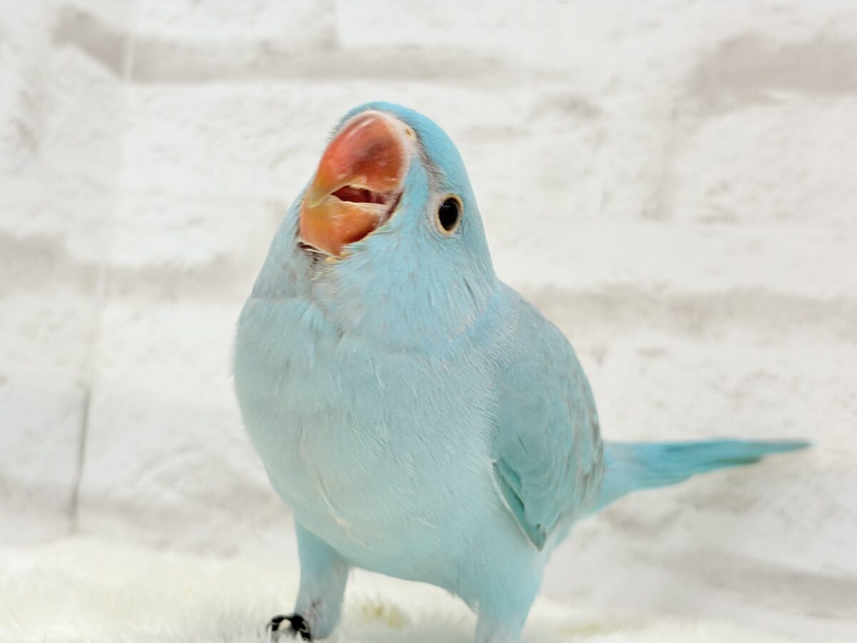 ワカケホンセイインコ（月の輪インコ）