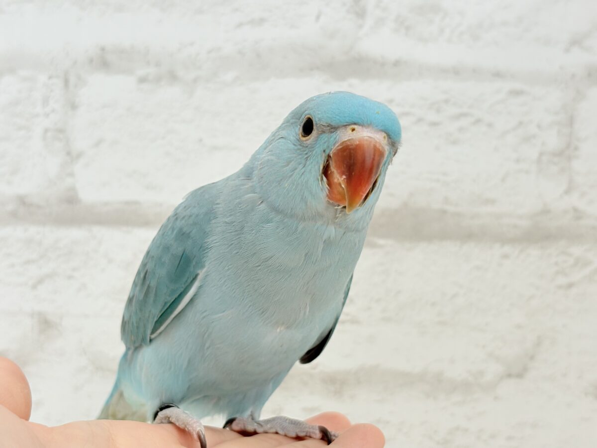 ワカケホンセイインコ（月の輪インコ）