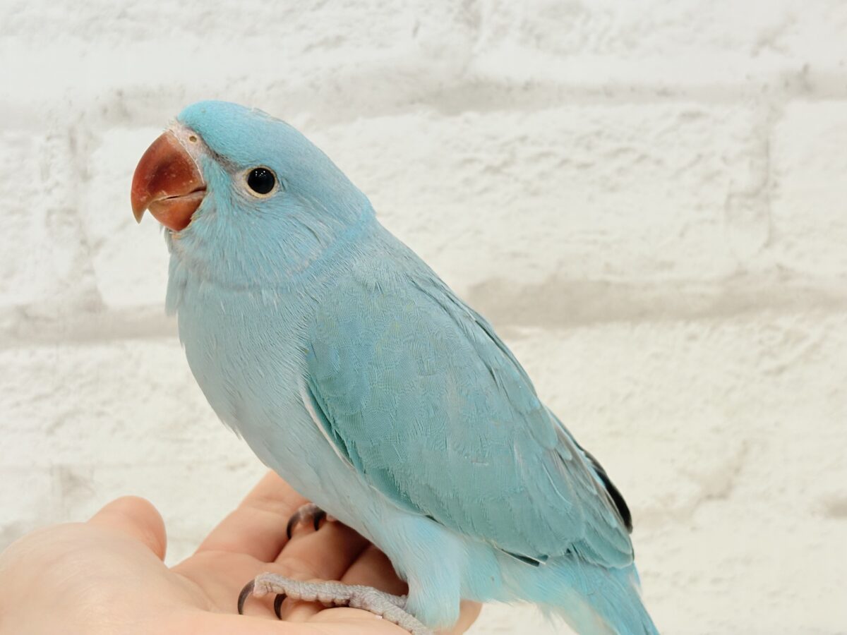 【最新画像更新🪄】ヒナヒナフォルムはドラ〇もん!?🔔🩵ワカケホンセイインコ(ブルー) 男の子 ヒナ ワカケホンセイインコ(月の輪インコ)