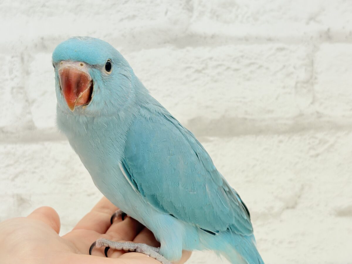 ワカケホンセイインコ（月の輪インコ）