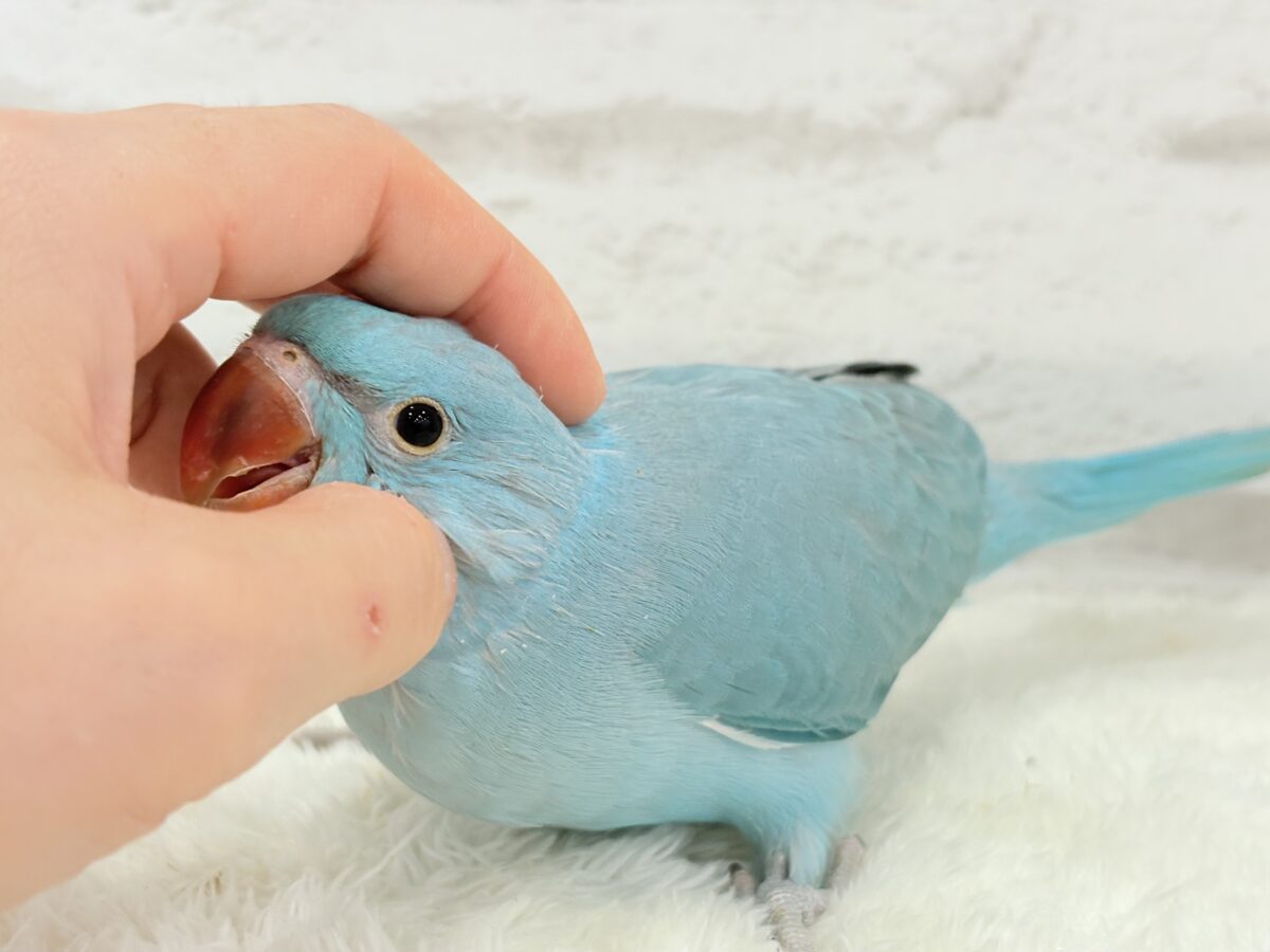 ワカケホンセイインコ（月の輪インコ）