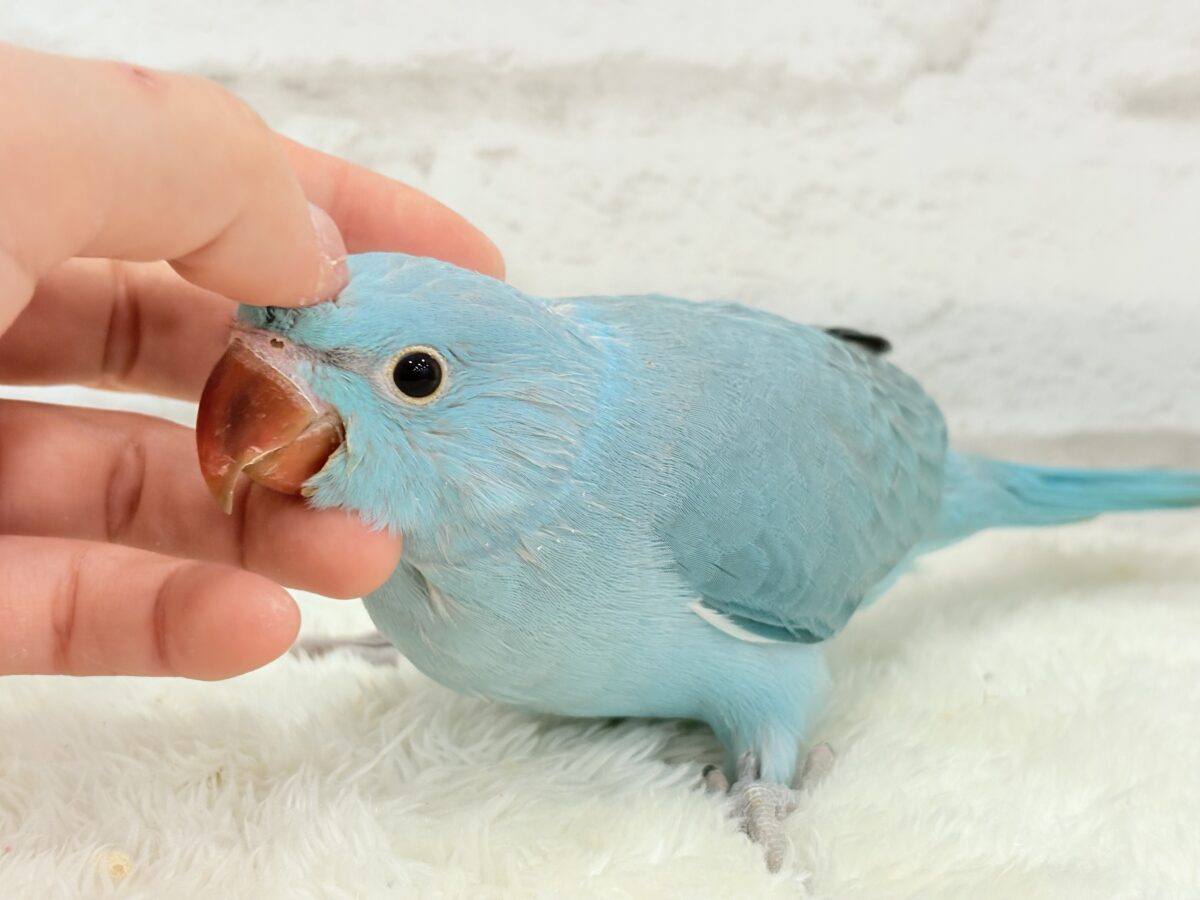 【最新画像更新🪄】ヒナヒナフォルムはドラ〇もん!?🔔🩵ワカケホンセイインコ(ブルー) 男の子 ヒナ ワカケホンセイインコ(月の輪インコ)