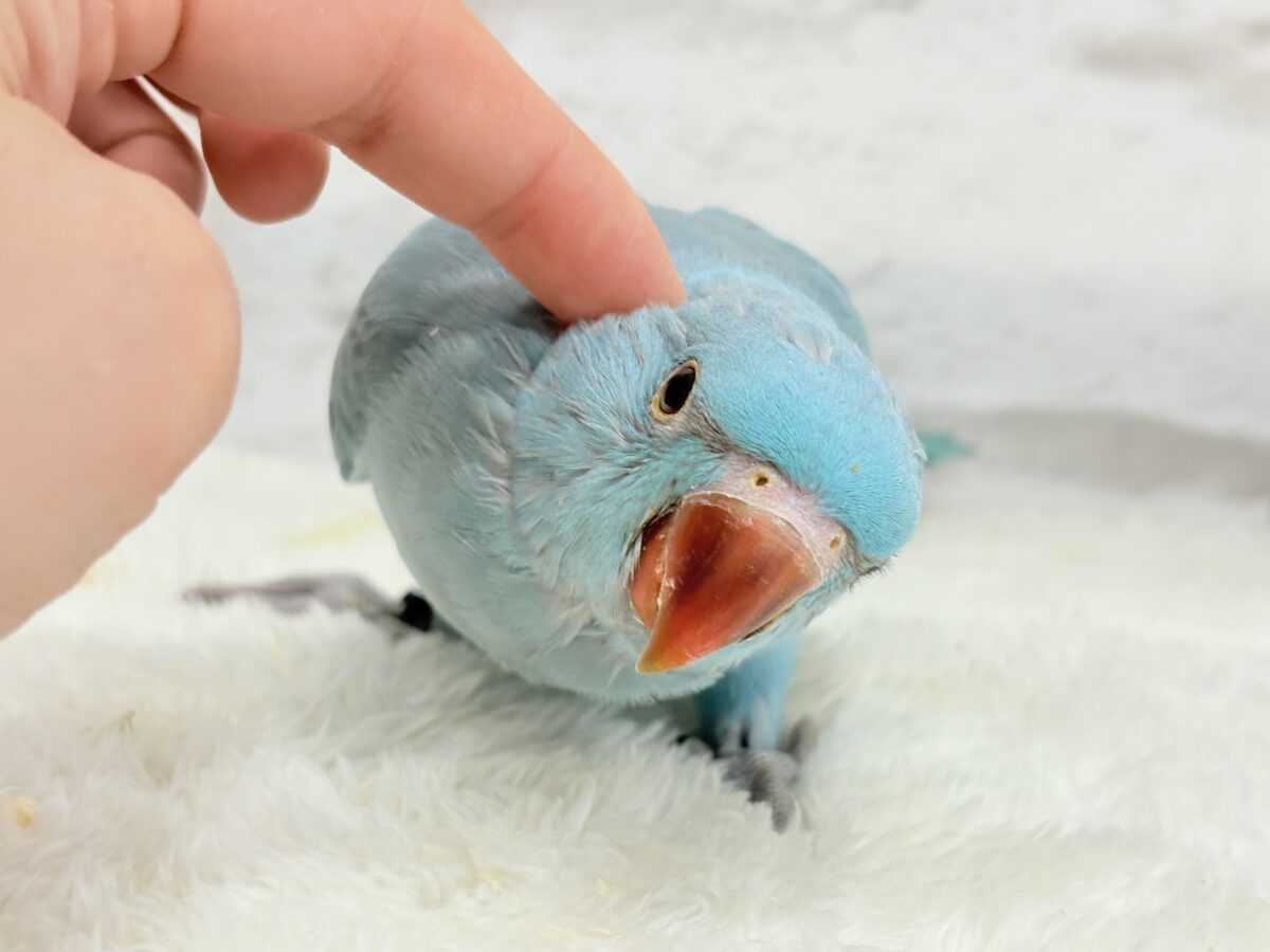 【最新画像更新🪄】ヒナヒナフォルムはドラ〇もん!?🔔🩵ワカケホンセイインコ(ブルー) 男の子 ヒナ ワカケホンセイインコ(月の輪インコ)