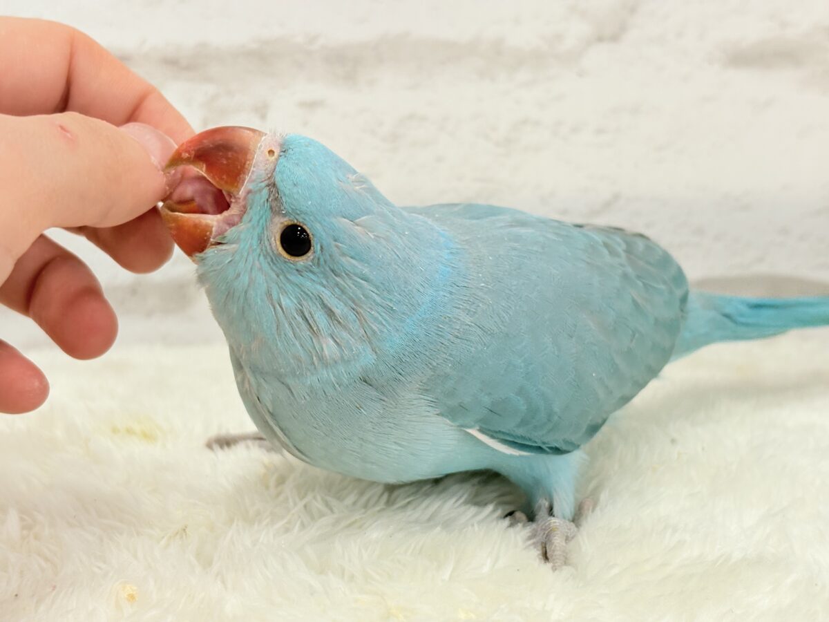 【最新画像更新🪄】ヒナヒナフォルムはドラ〇もん!?🔔🩵ワカケホンセイインコ(ブルー) 男の子 ヒナ ワカケホンセイインコ(月の輪インコ)