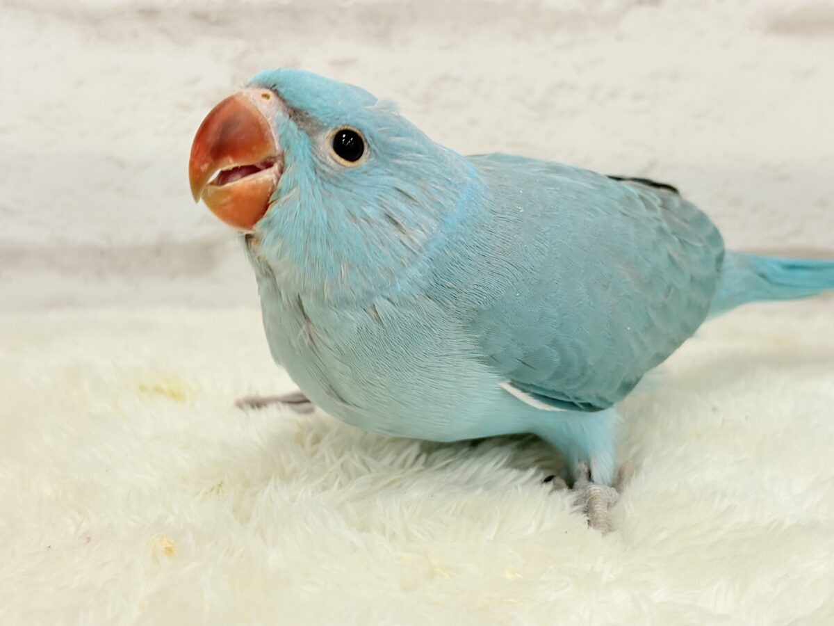 ワカケホンセイインコ（月の輪インコ）