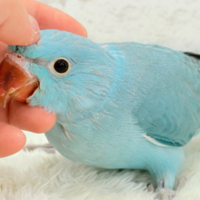 【最新画像更新🪄】ヒナヒナフォルムはドラ〇もん！？🔔🩵ワカケホンセイインコ(ブルー) 男の子 ヒナ