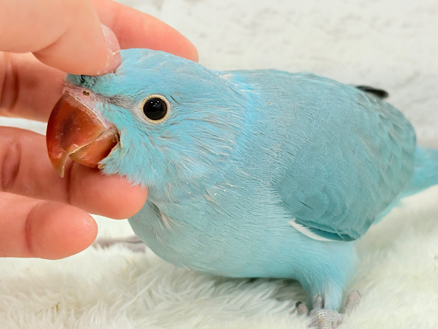 【最新画像更新🪄】ヒナヒナフォルムはドラ〇もん!?🔔🩵ワカケホンセイインコ(ブルー) 男の子 ヒナ 【最新画像更新🪄】ヒナヒナフォルムはドラ〇もん!?🔔🩵ワカケホンセイインコ(ブルー) 男の子 ヒナ