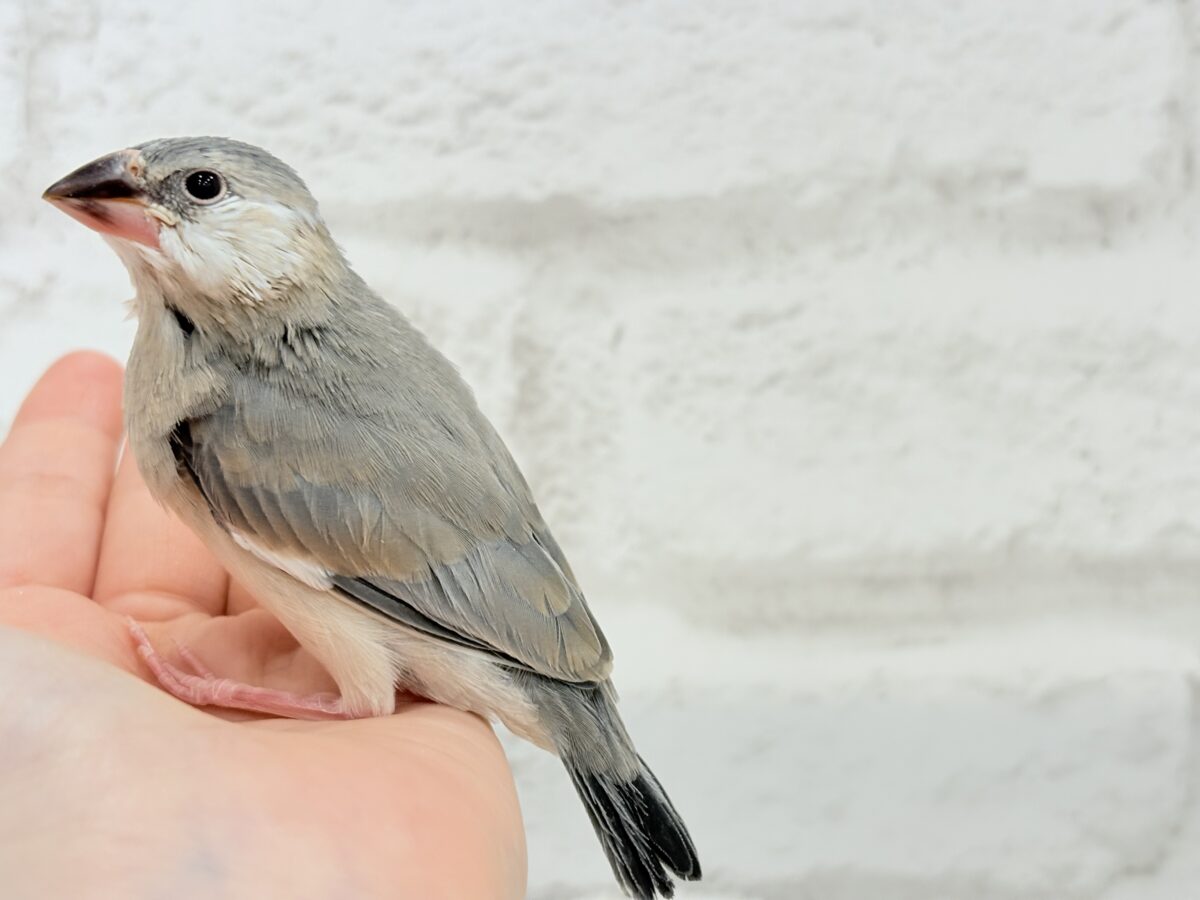 桜文鳥