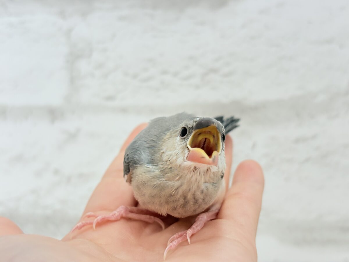 桜文鳥