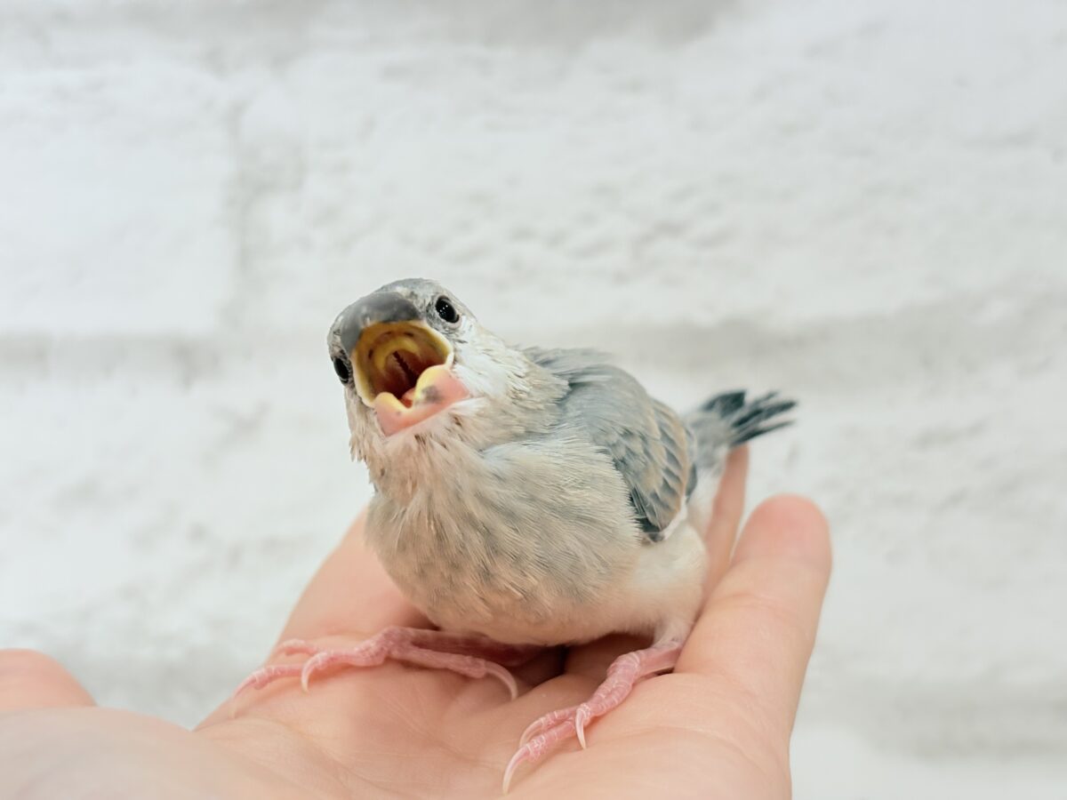 桜文鳥