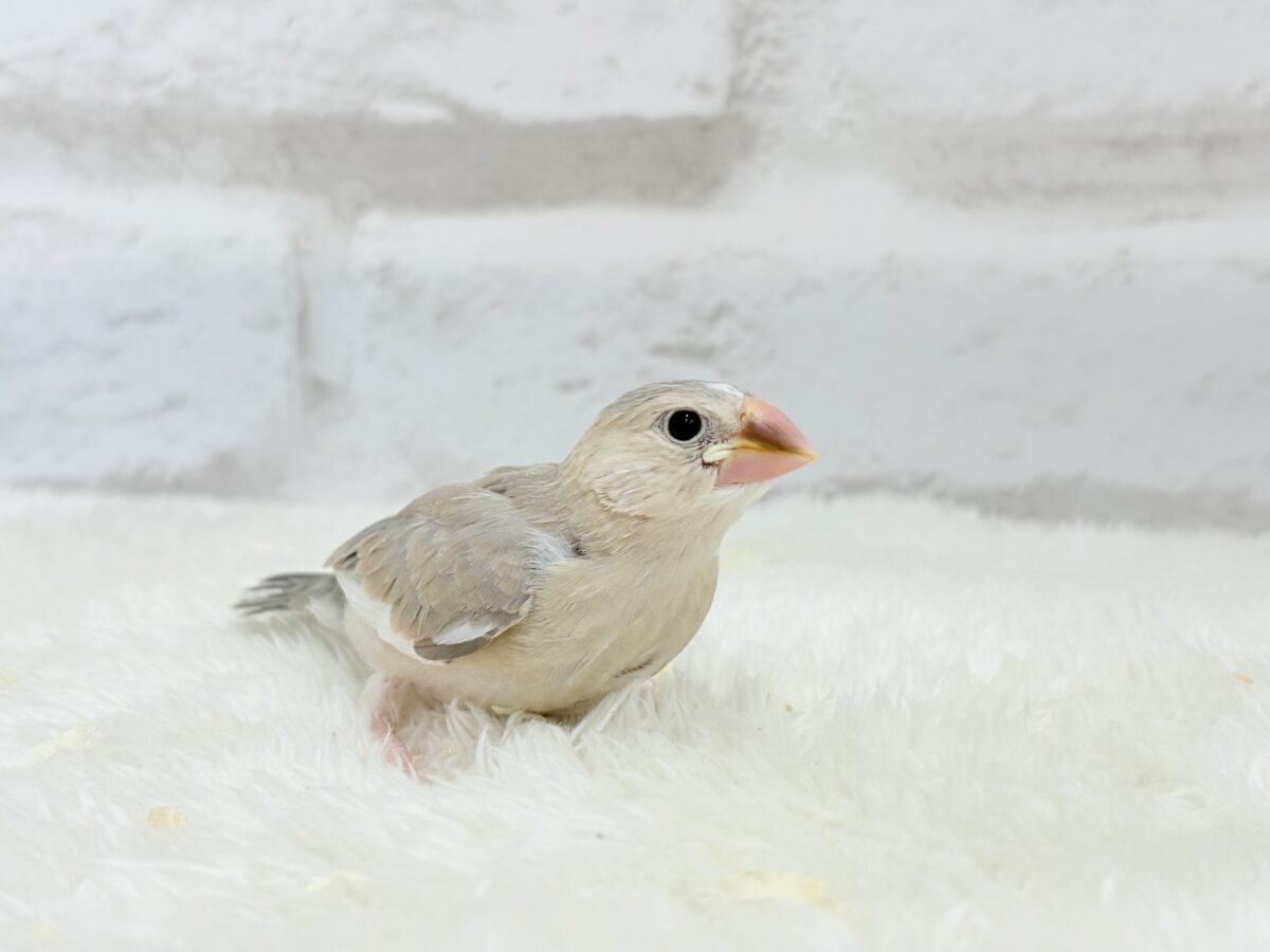 パステル文鳥