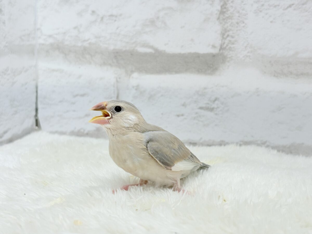 パステル文鳥