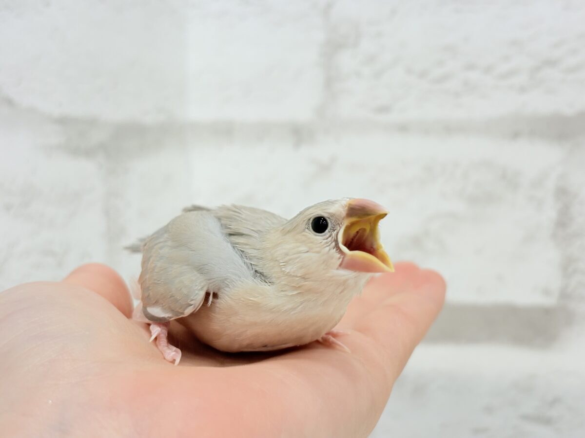 パステル文鳥