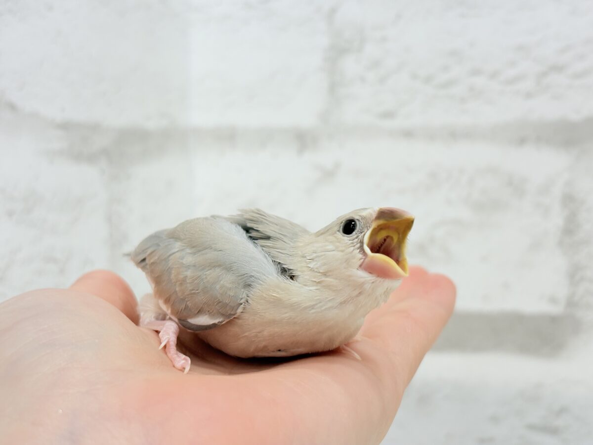 パステル文鳥