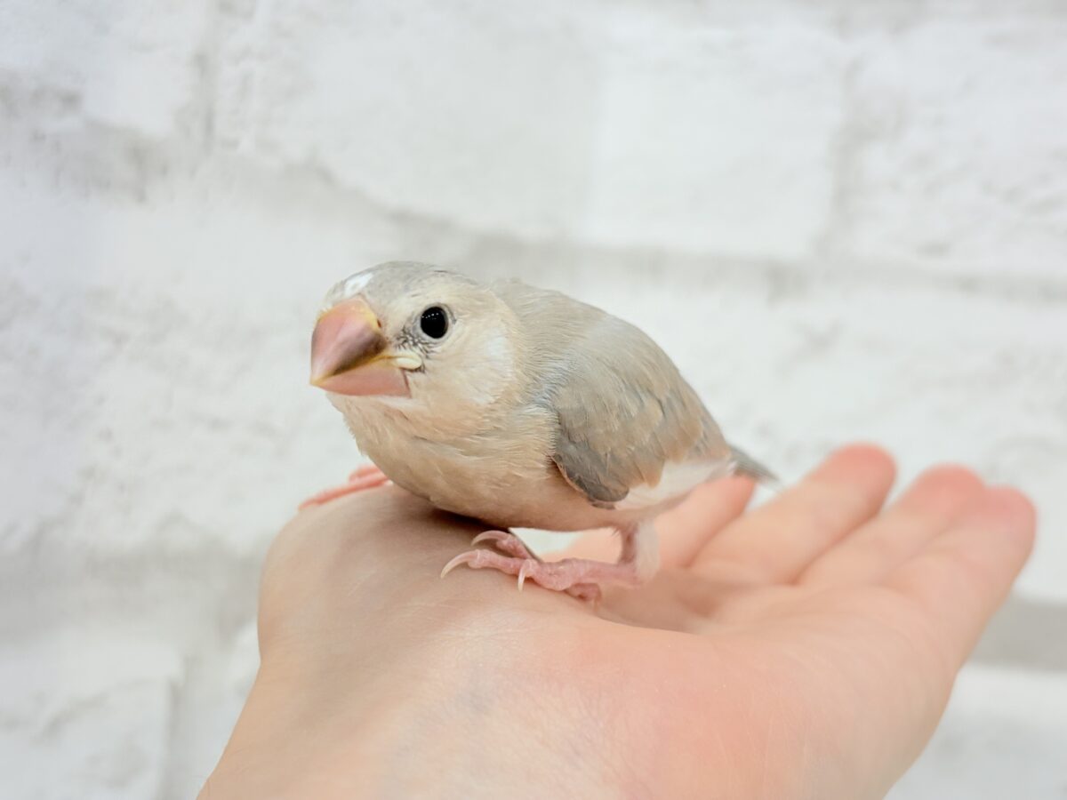 パステル文鳥