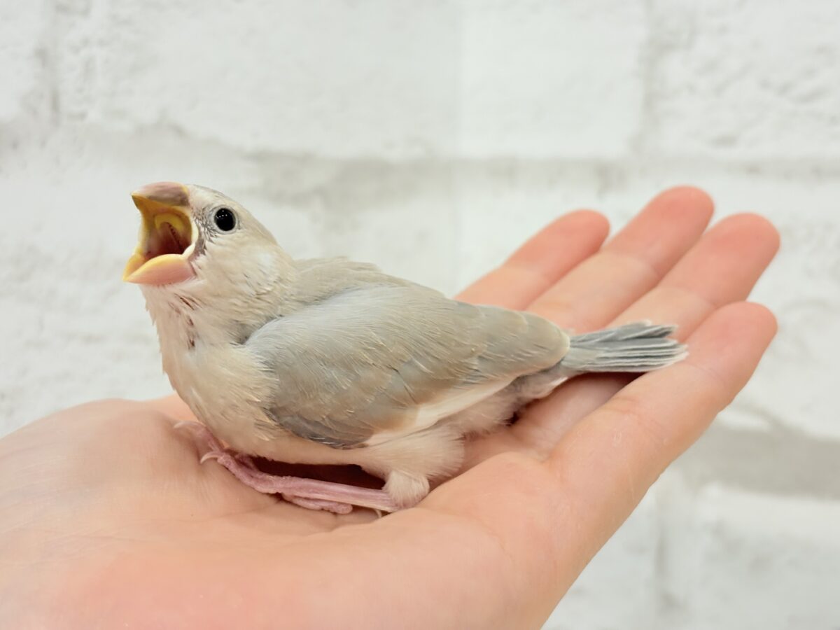 パステル文鳥