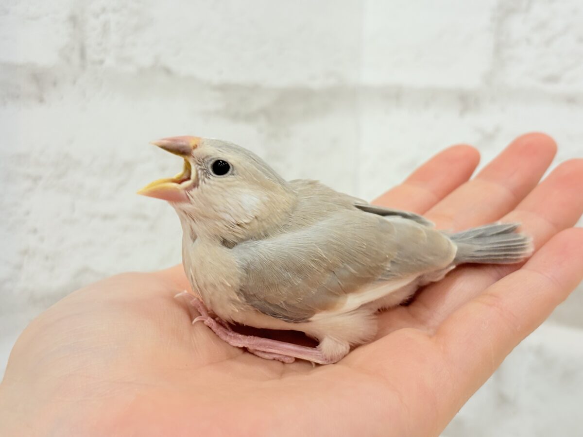 パステル文鳥