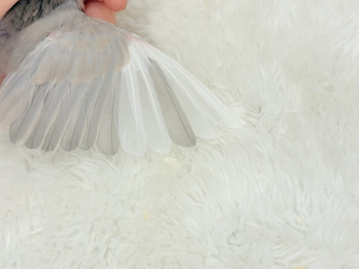 パステル文鳥