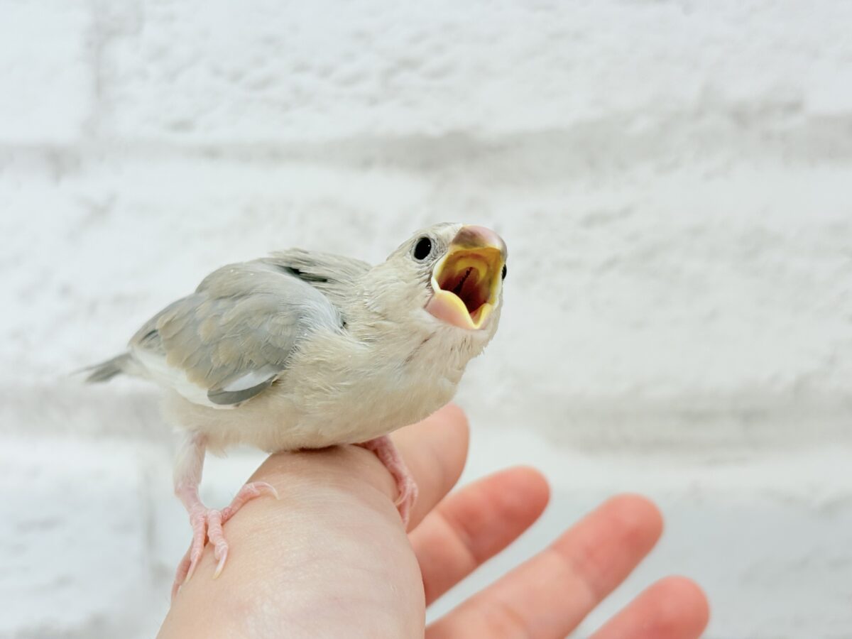 パステル文鳥