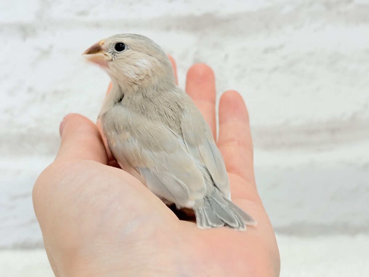パステル文鳥
