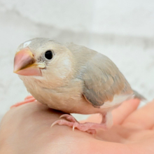 【最新画像更新🪄】目に映る世界、見てみたい🐣🌏パステル文鳥 ヒナ