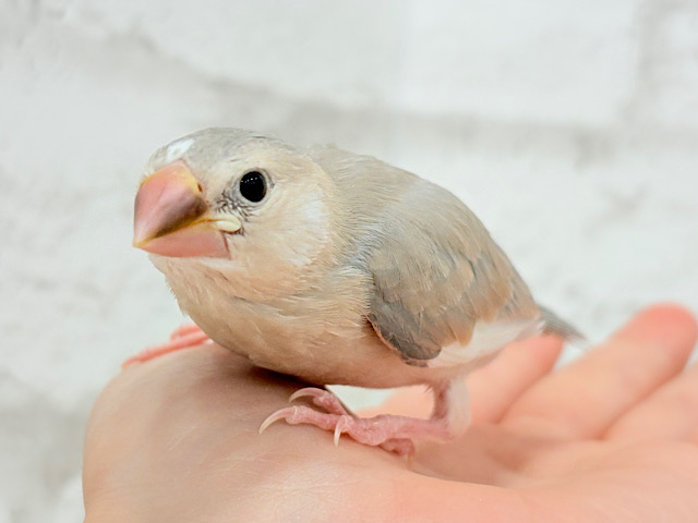 【最新画像更新🪄】目に映る世界、見てみたい🐣🌏パステル文鳥 ヒナ