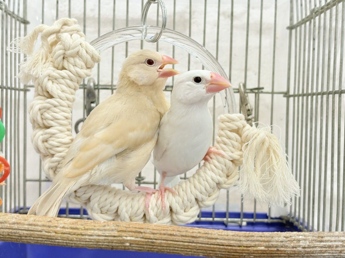 白文鳥