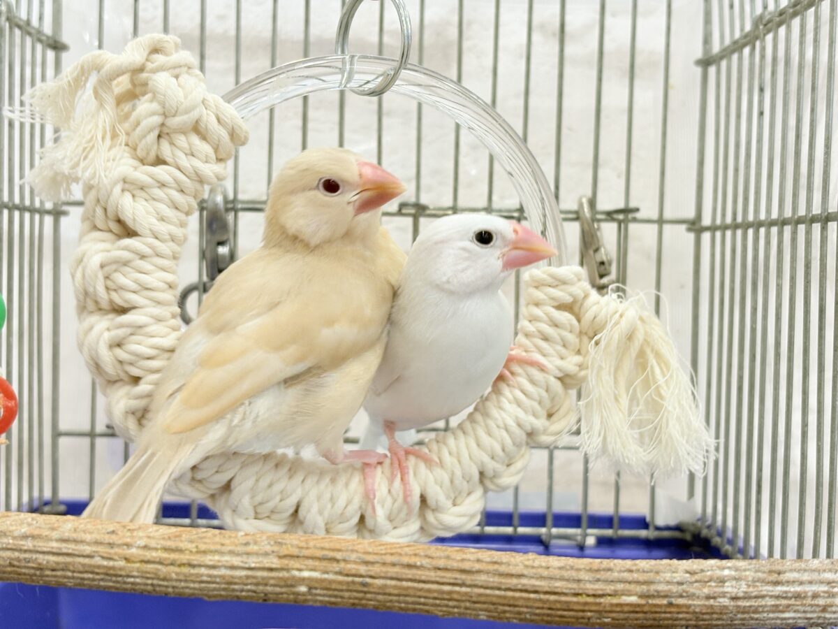 シナモン文鳥