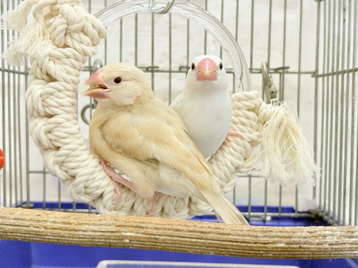 シナモン文鳥
