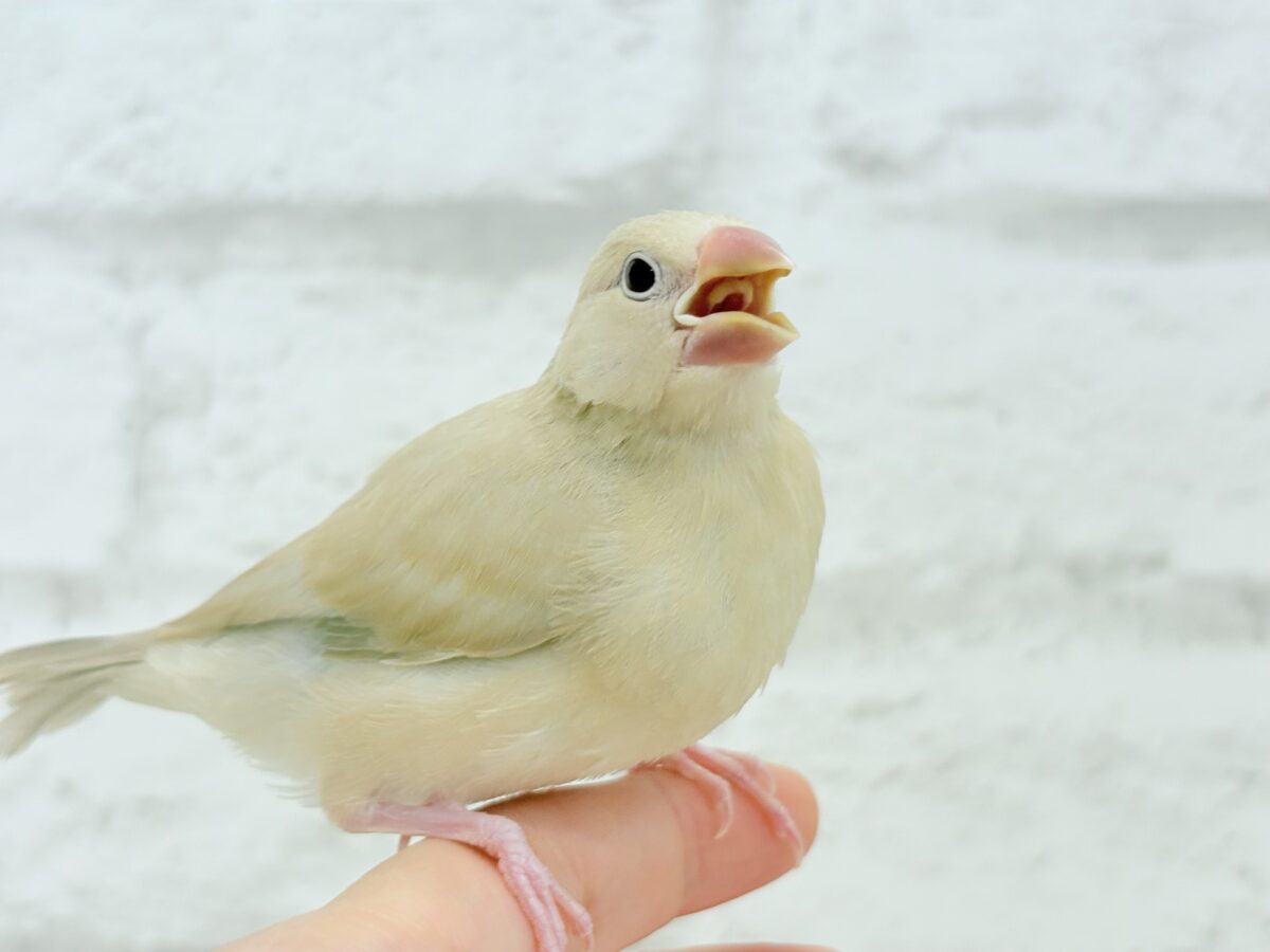 シナモン文鳥