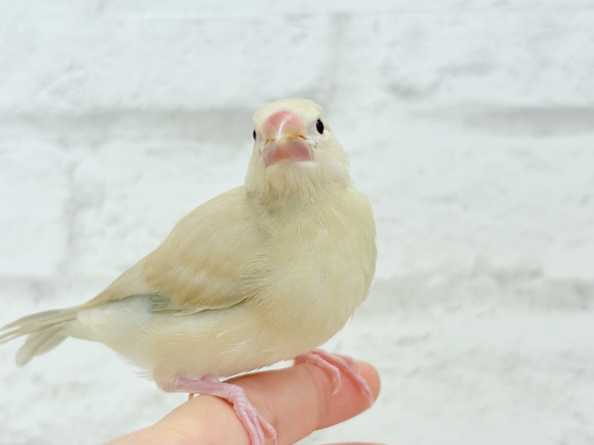 シナモン文鳥