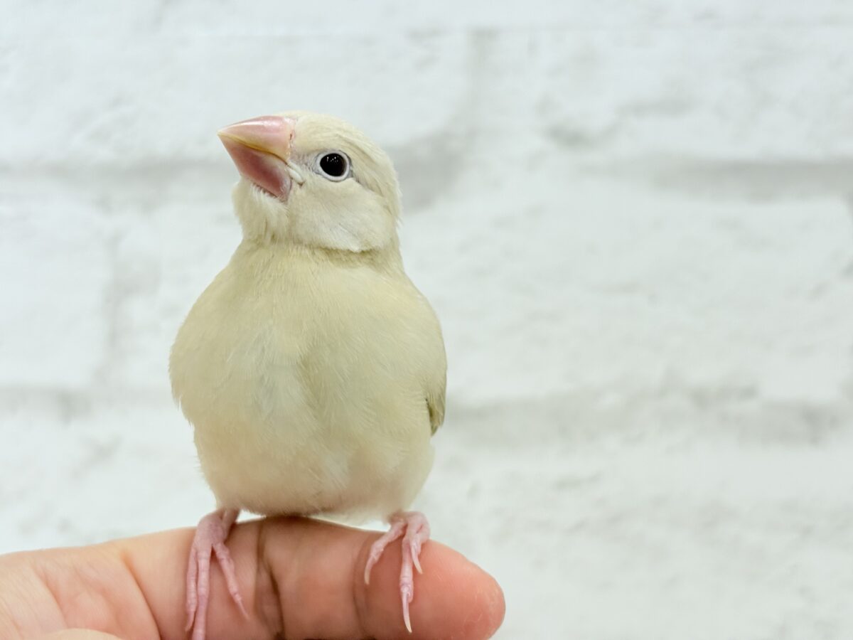 シナモン文鳥