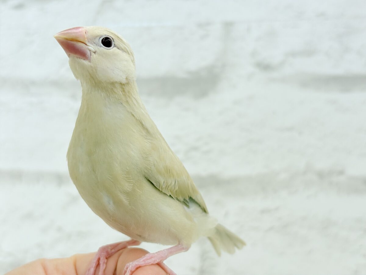 シナモン文鳥