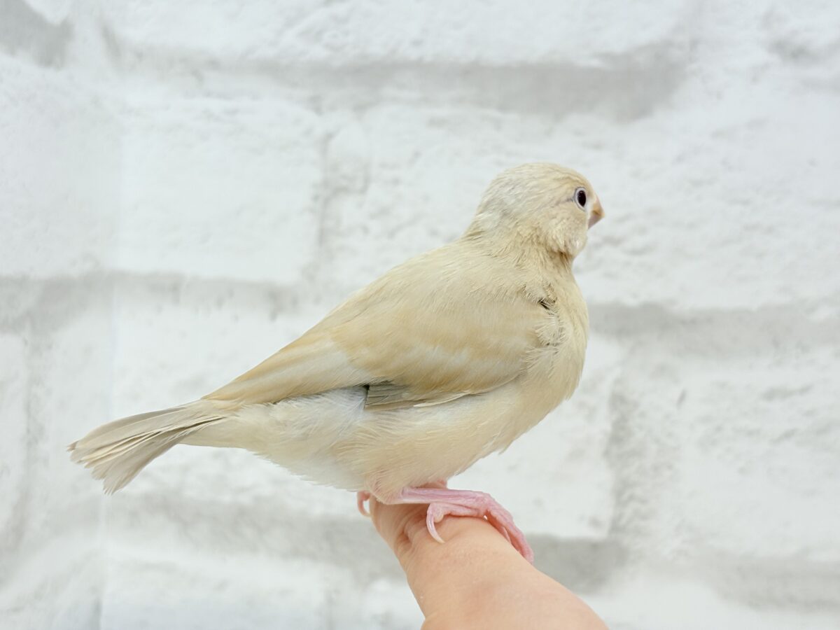 シナモン文鳥