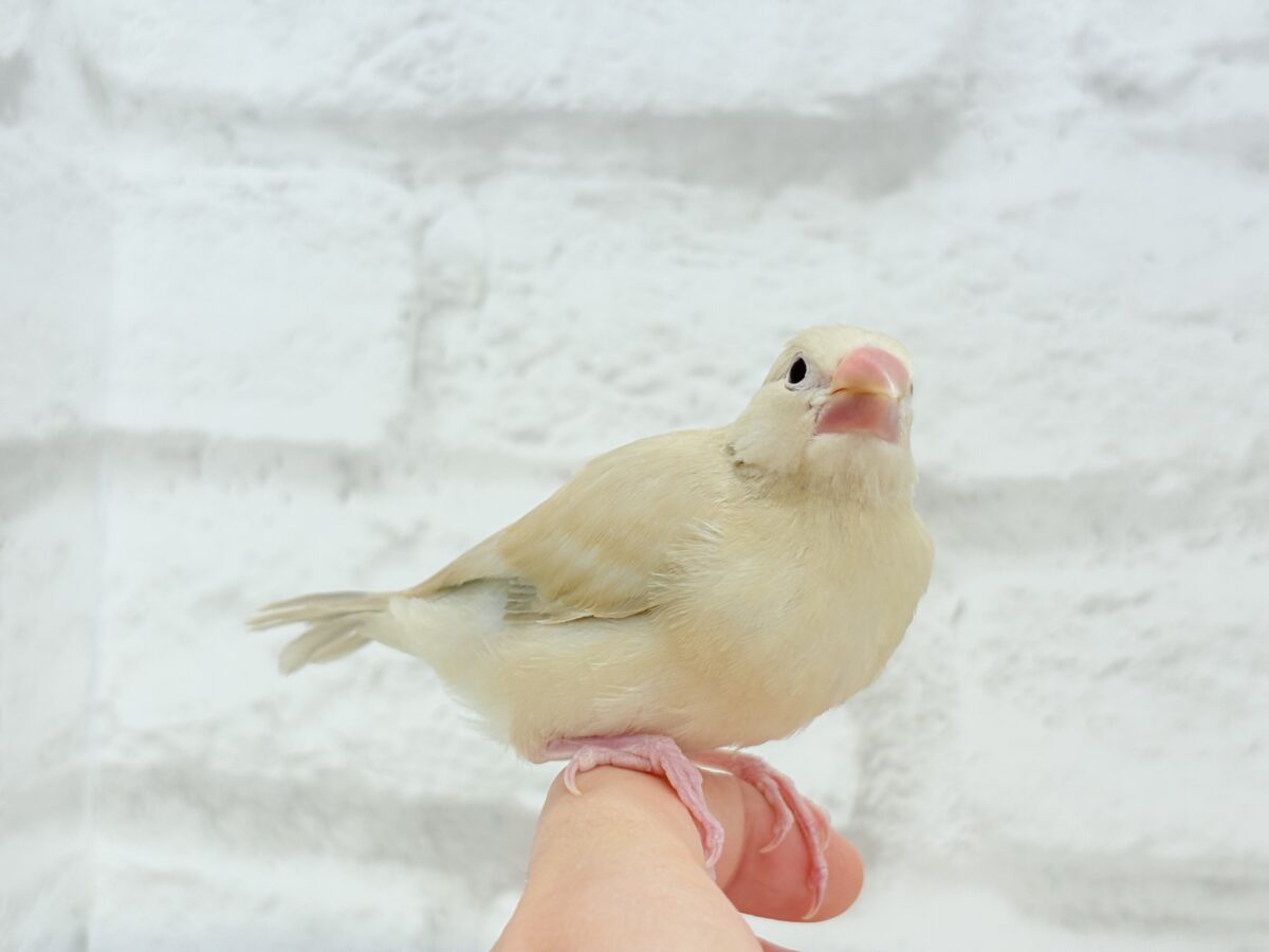シナモン文鳥