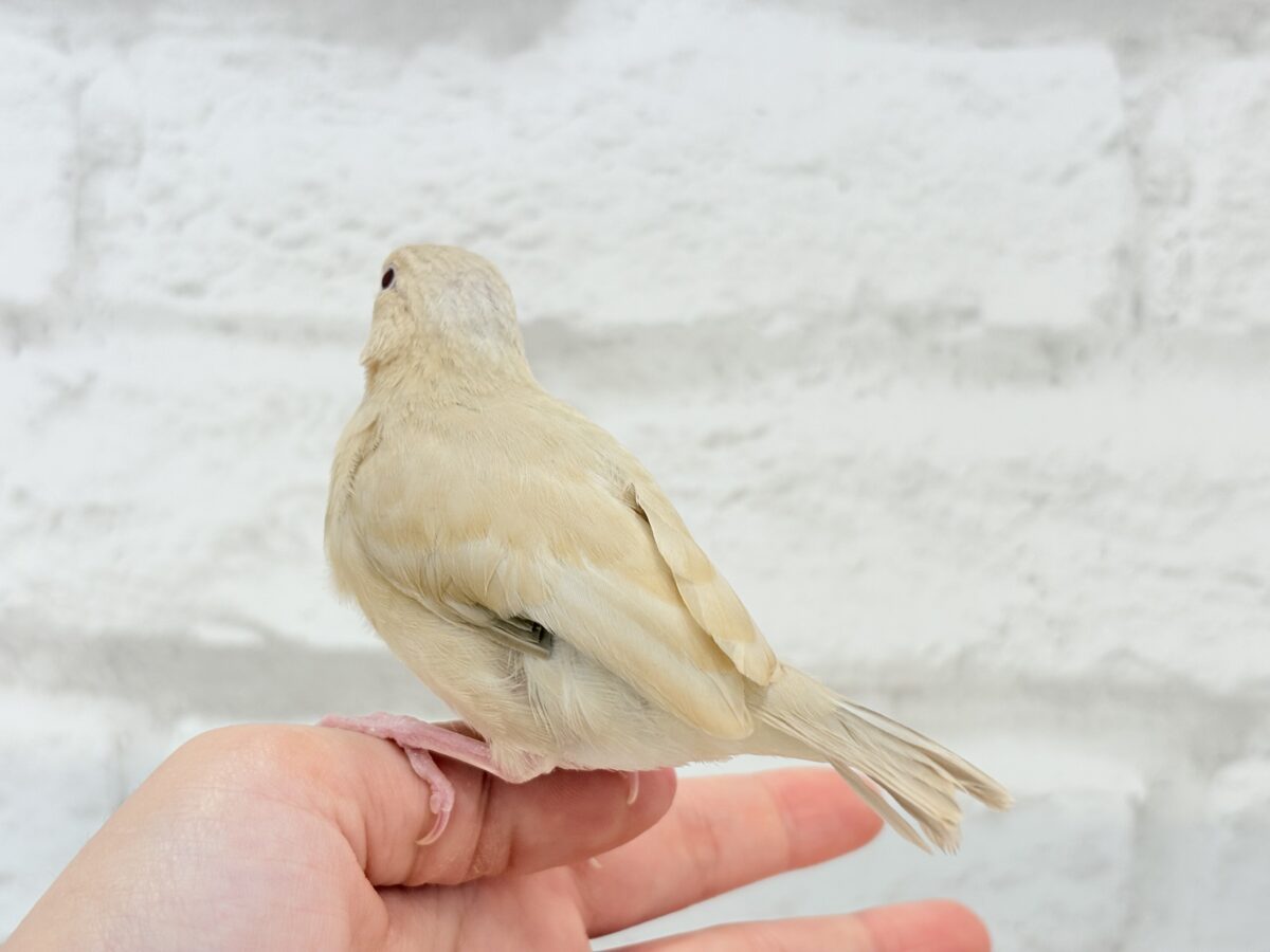 シナモン文鳥