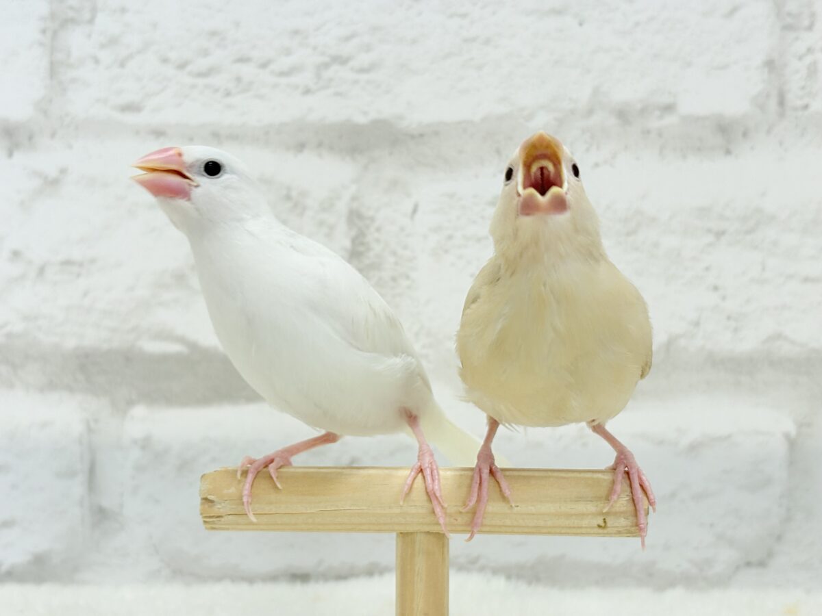 シナモン文鳥