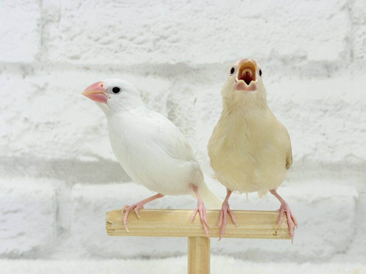 シナモン文鳥