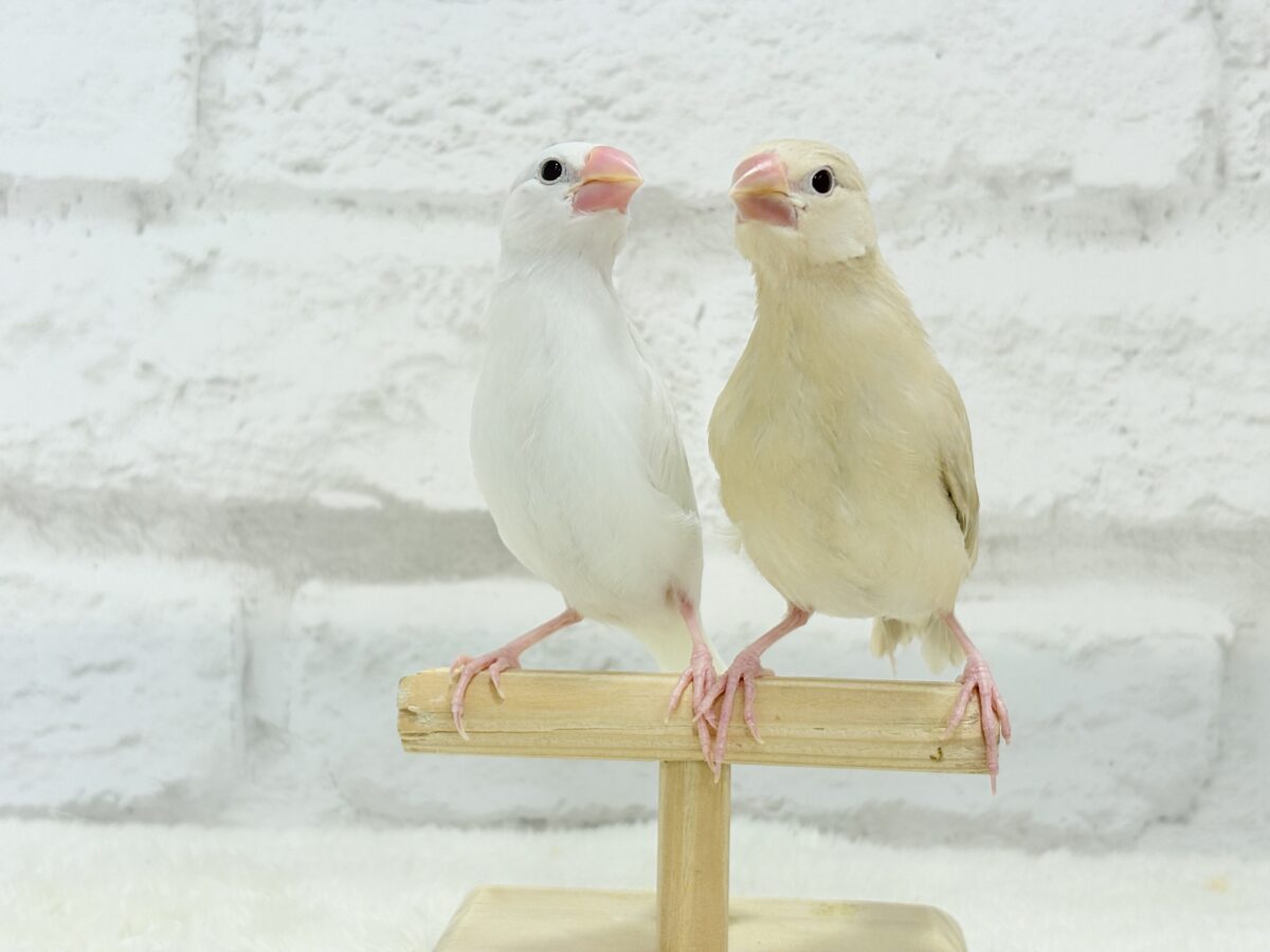 白文鳥