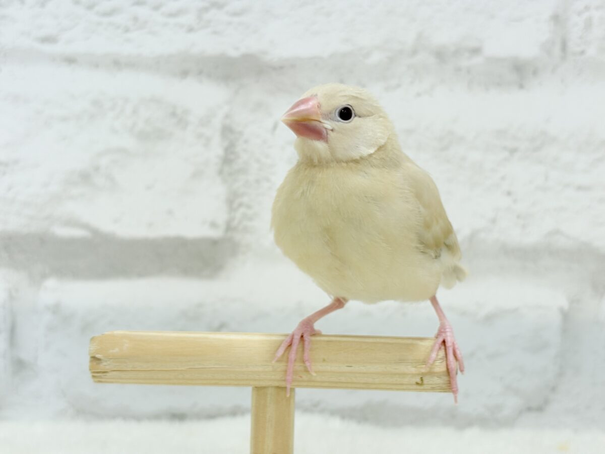 シナモン文鳥