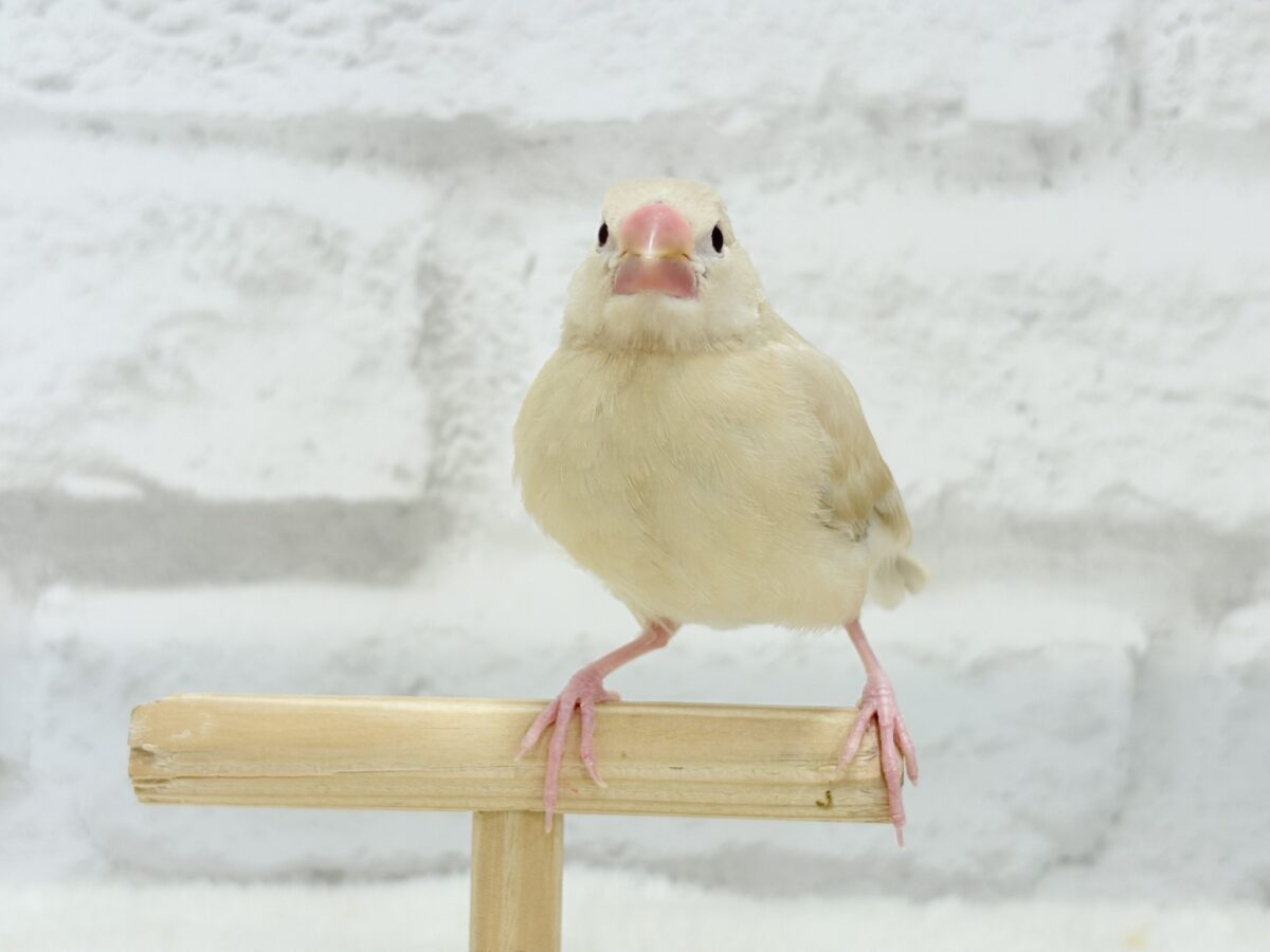 シナモン文鳥