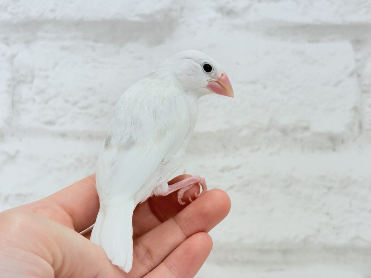 白文鳥